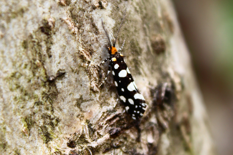 Euplocamus anthracinalis - fésűscsápú korhadékmoly