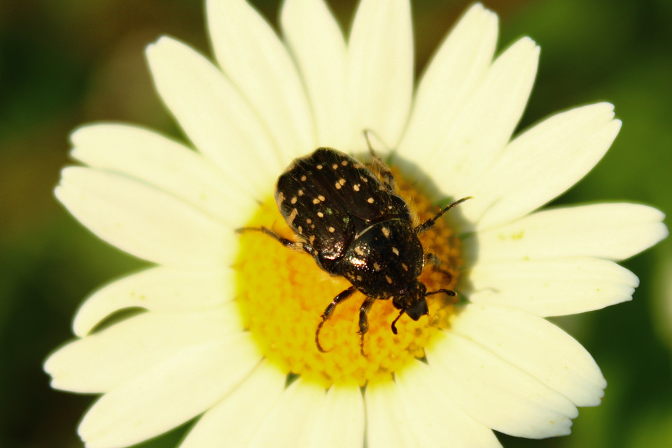 Oxythyrea funesta - sokpettyes virágbogár