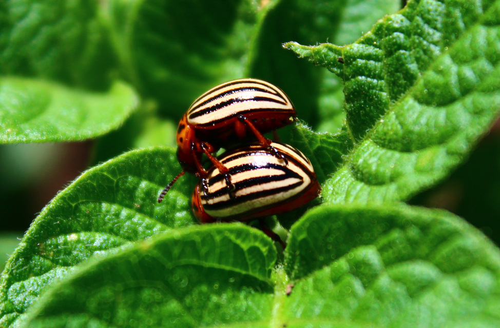 Leptinotarsa decemlineata - burgonyabogár
