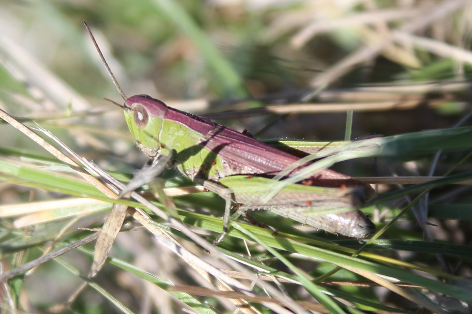 Chorthippus dorsatus - hátas rétisáska
