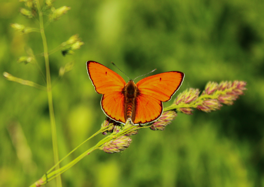 Lycaena dispar rutilus - nagy tűzlepke