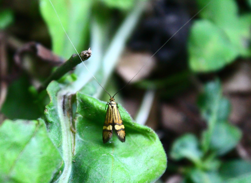 Nemophora degeerella - pompás tőrösmoly