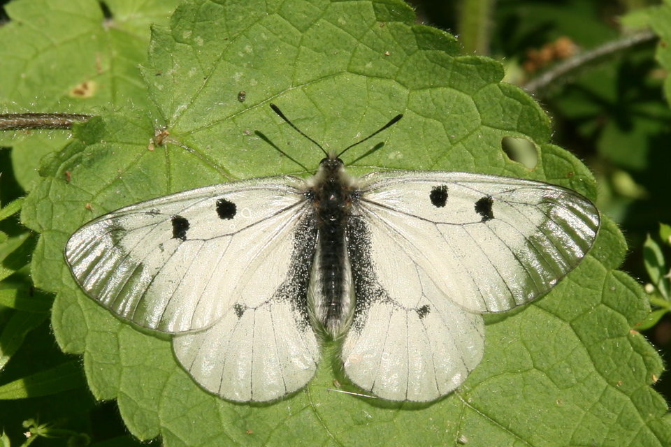 Parnassius mnemosyne - kis apollólepke