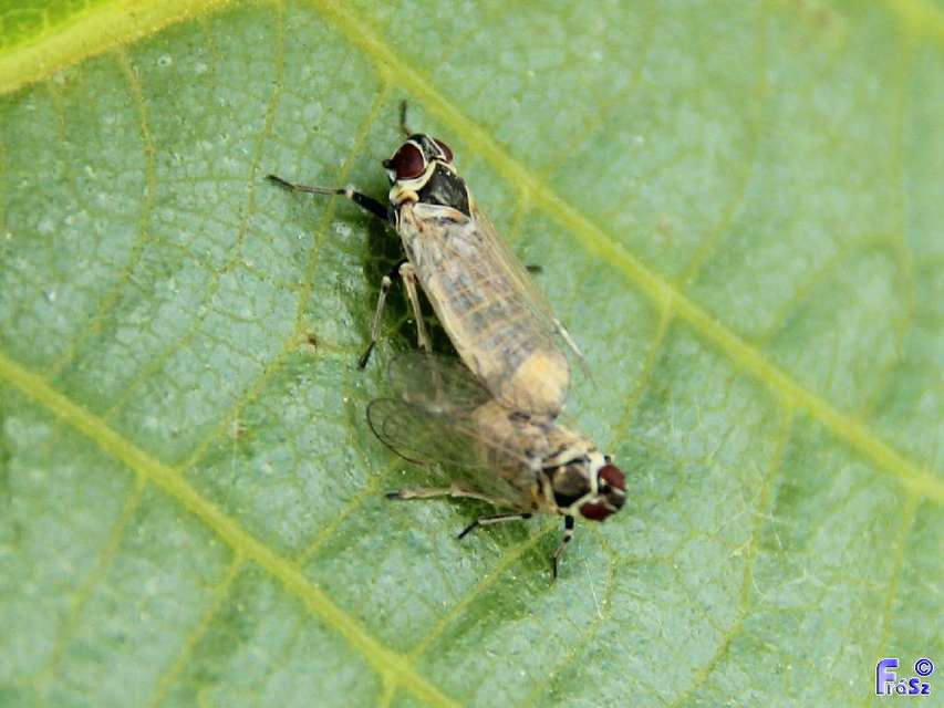 Hyalesthes obsoletus - sárgalábú recéskabóca Hyalesthes obsoletus - sárgalábú recéskabóca