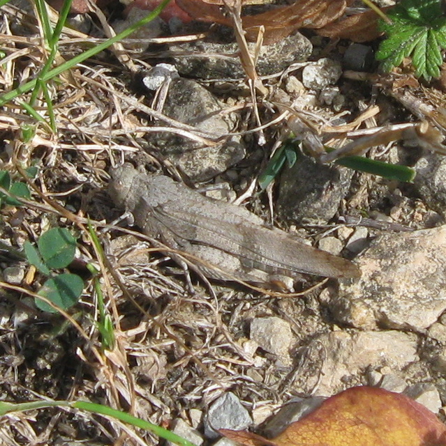 Oedipoda caerulescens - kékszárnyú sáska