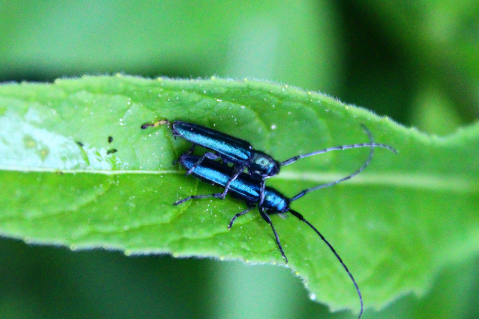 Agapanthia violacea - kék somkórócincér