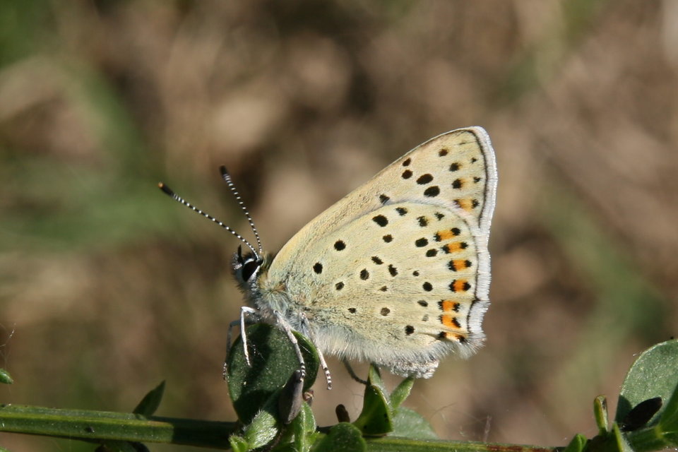Lycaena tityrus - barna tűzlepke