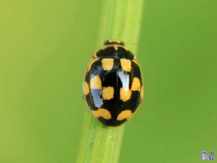 Propylea quatuordecimpunctata - tizennégypettyes füsskata