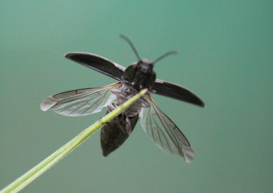 Cidnopus pilosus - szőrös pattanó