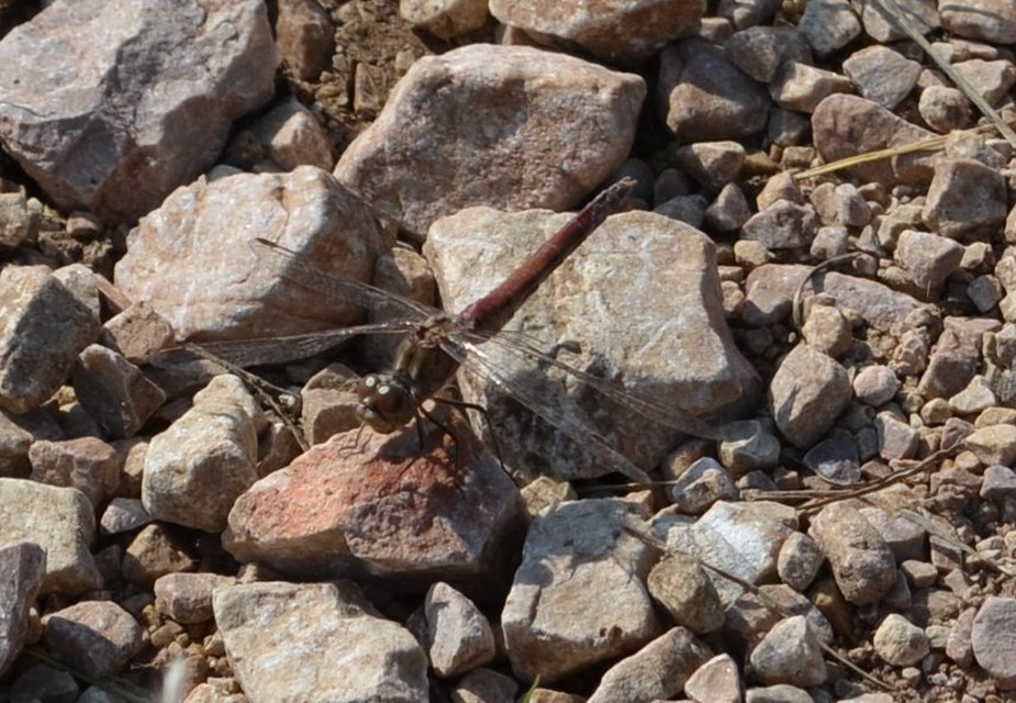 Sympetrum vulgatum - barkós katona-szitakötő