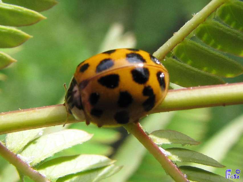 Harmonia axyridis - harlekinkatica