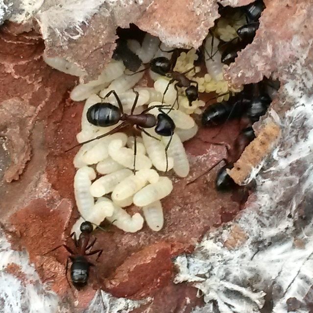 Camponotus ligniperda - faodvasító lóhangya