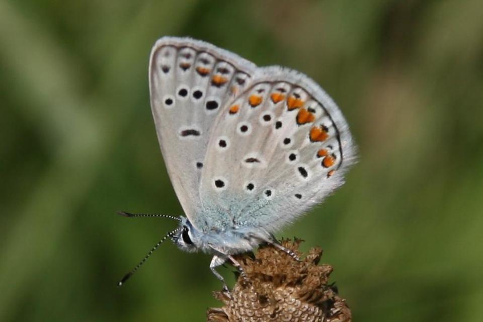 Polyommatus icarus - közönséges boglárka
