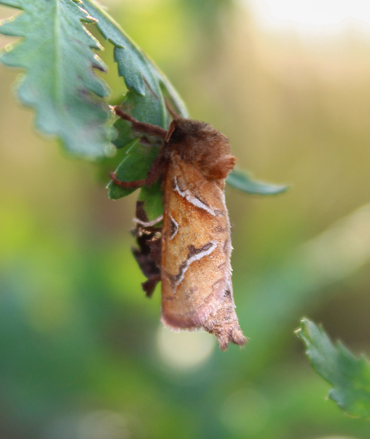 Triodia sylvina - kis gyökérrágólepke