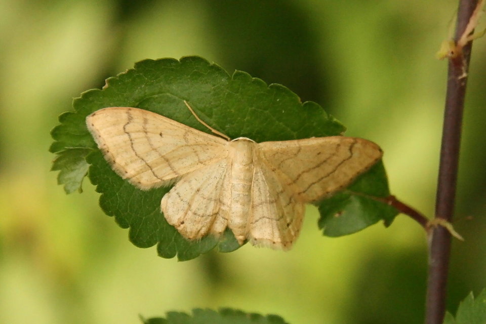 Idaea aversata - nagy sávosaraszoló