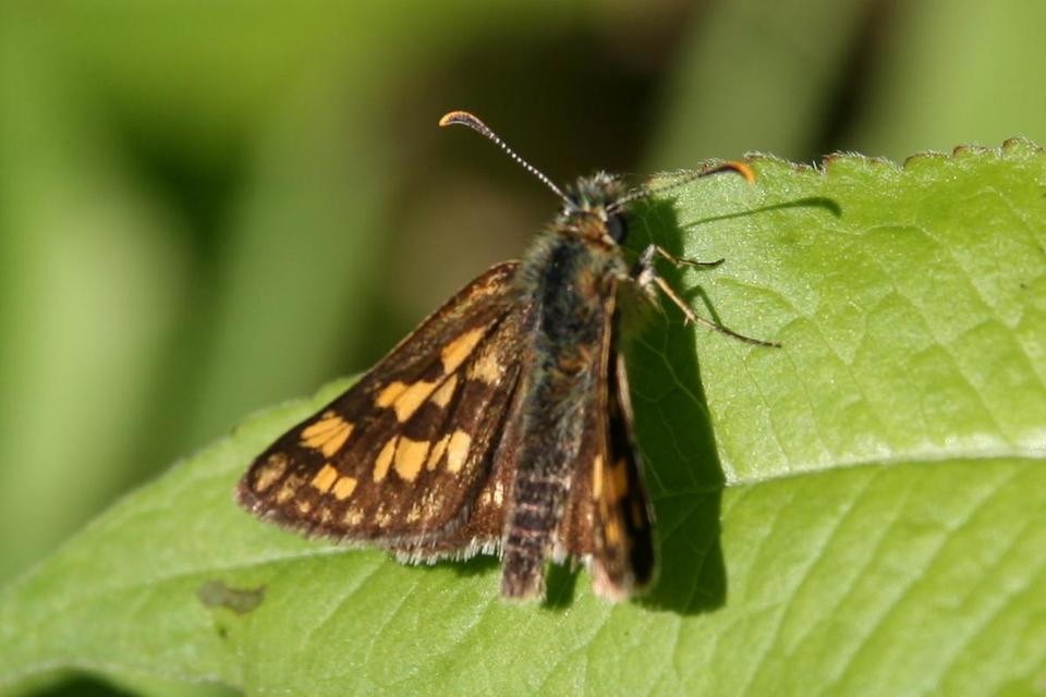 Carterocephalus palaemon - kockás busalepke