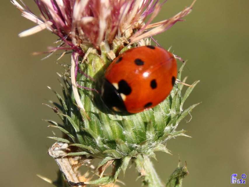 Coccinella septempunctata - hétpettyes katica