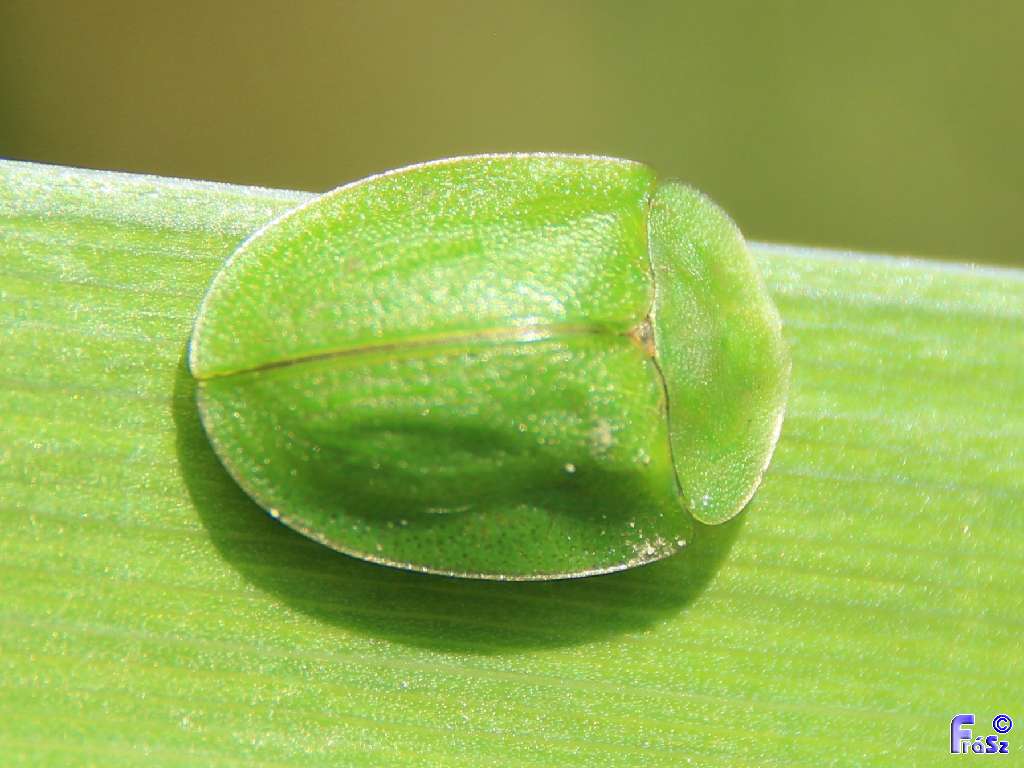 Cassida viridis - zöld pajzsbogár