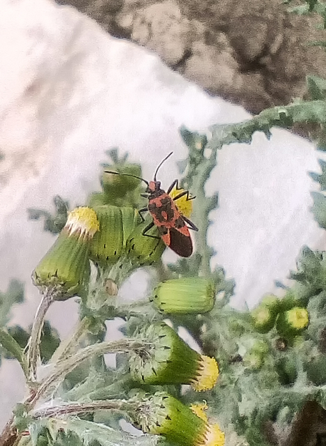 Corizus hyoscyami - piros karimáspoloska