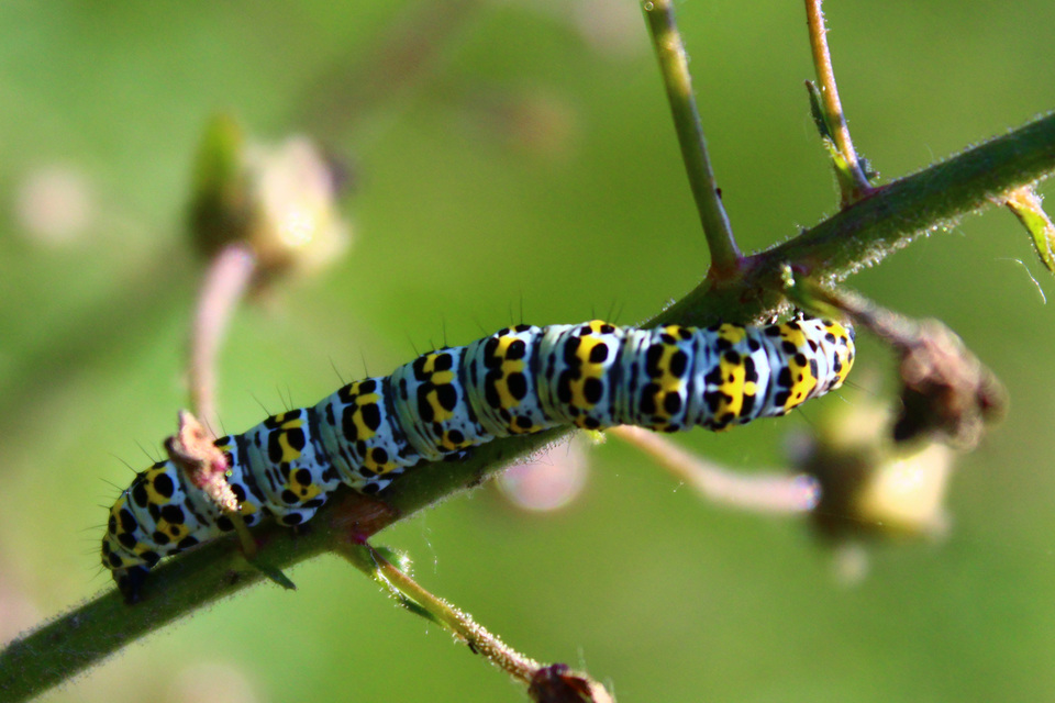 Shargacucullia gozmanyi/scrophulariae/verbasci