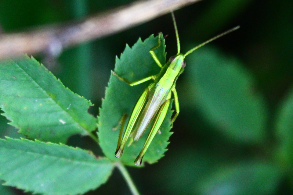 Chrysochraon dispar - aranyos sáska