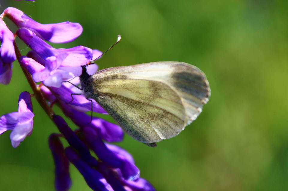 Leptidea sinapis - mustárlepke
