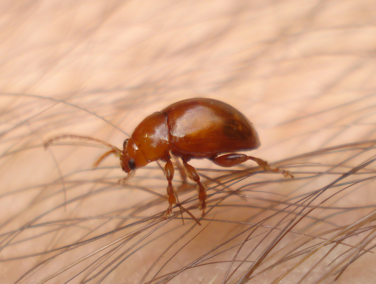 Argopus