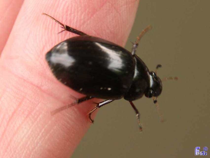 Hydrochara caraboides - kis csibor