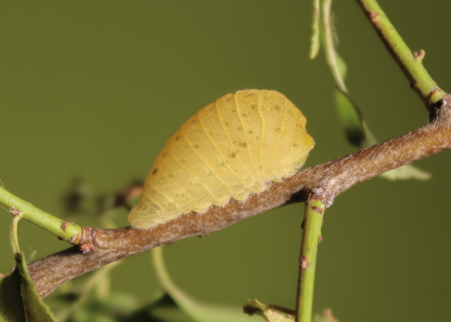 Iphiclides podalirius - kardoslepke