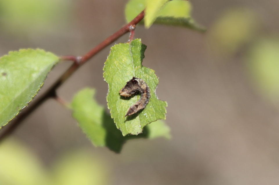 Cilix glaucata - törpe sarlósszövő