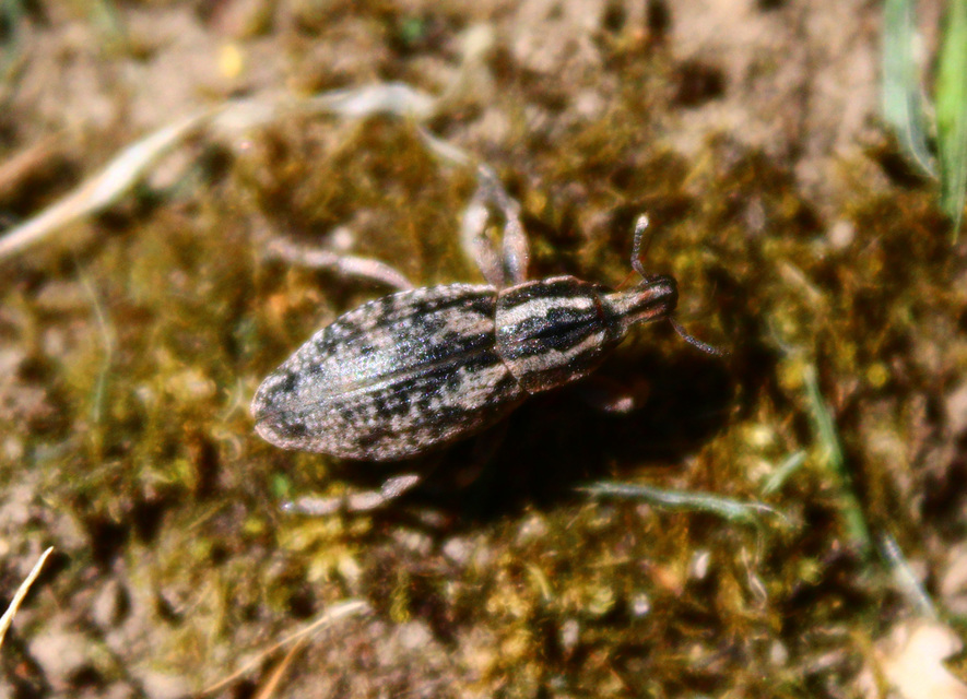 Pseudocleonus cinereus - hamvas barkó