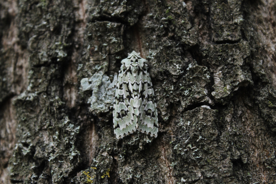 Griposia aprilina - őszi zöldbagoly