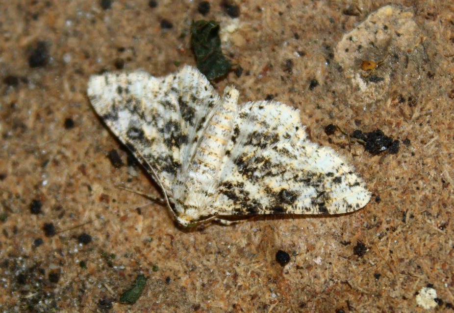 Ascotis selenaria - holdas faaraszoló