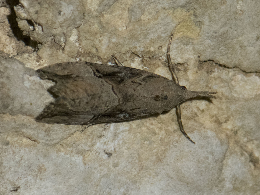 Hypena rostralis - közönséges karcsúbagoly