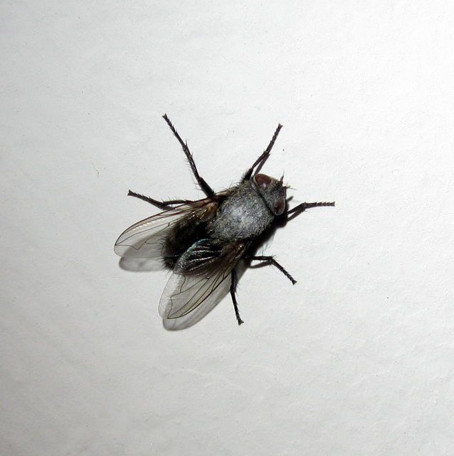 Pollenia