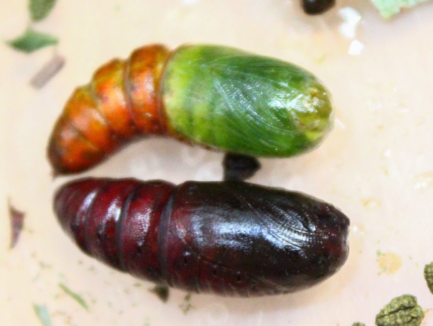 Phalera bucephala - sárgafoltos púposszövő