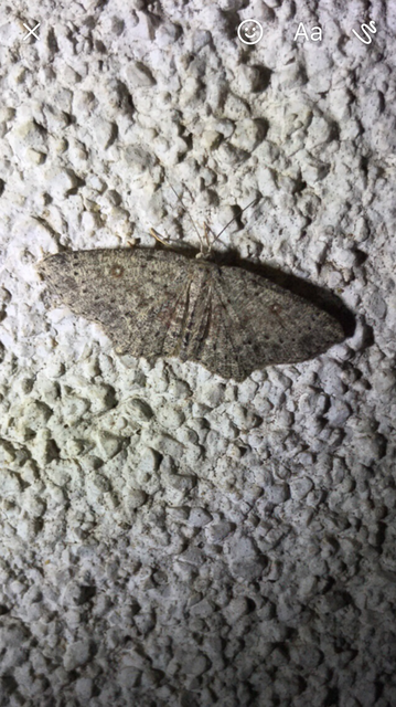 Cyclophora pendularia - fűzfa-pettyesaraszoló
