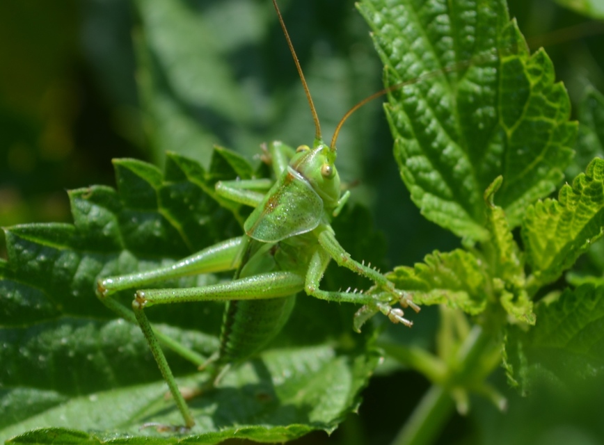 Tettigonia viridissima - zöld lombszöcske