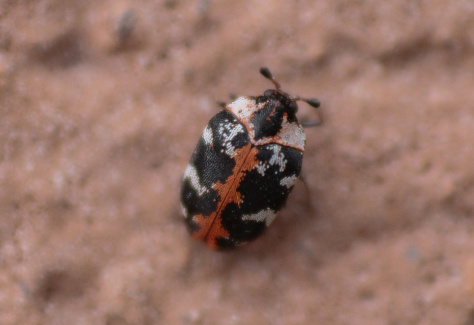 Anthrenus scrophulariae - nagy múzeumbogár