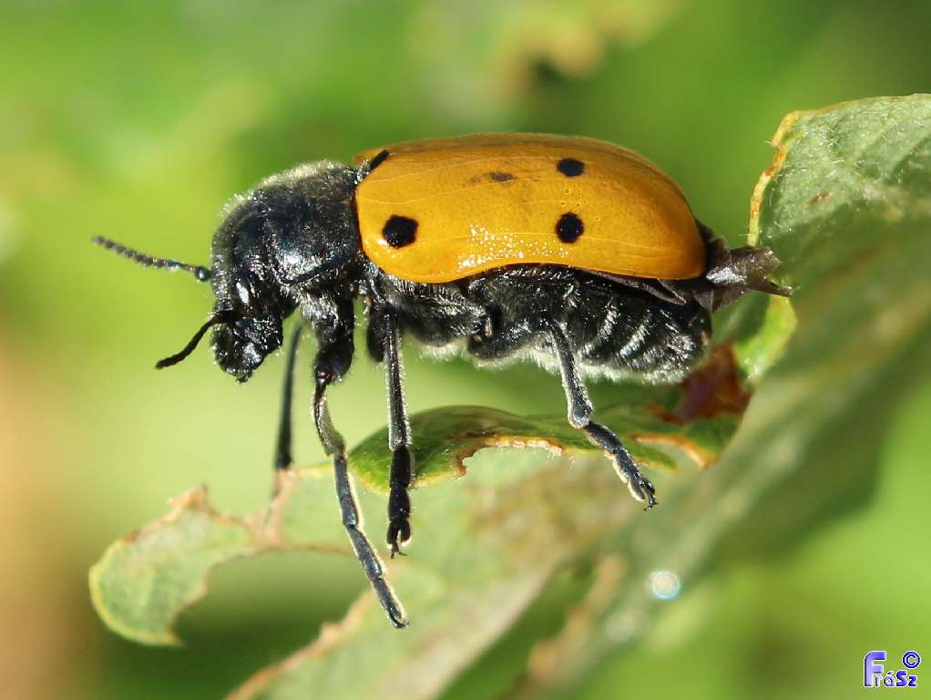 Lachnaia sexpunctata - szőrösnyakú zsákhordóbogár