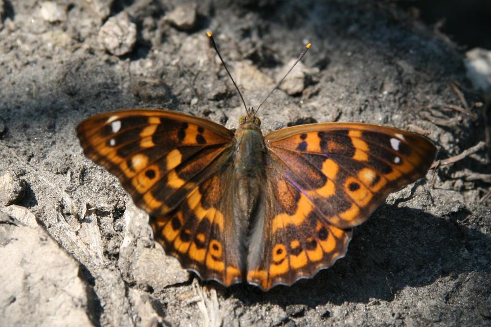 Apatura ilia - kis színjátszólepke