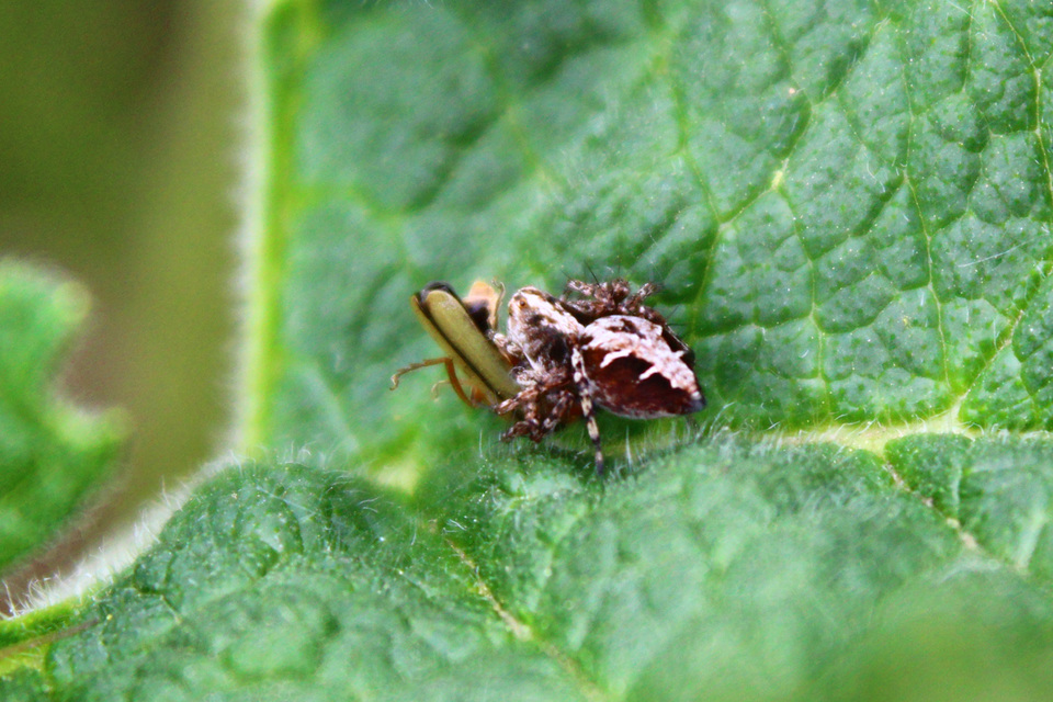 Oxyopes ramosus