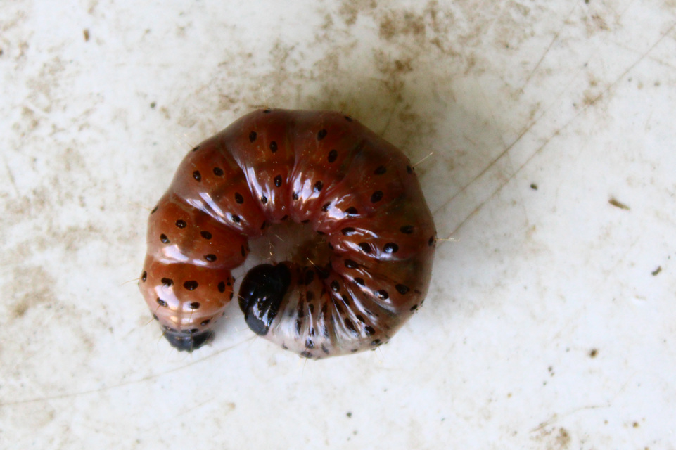 Apamea monoglypha - nagy dudvabagoly