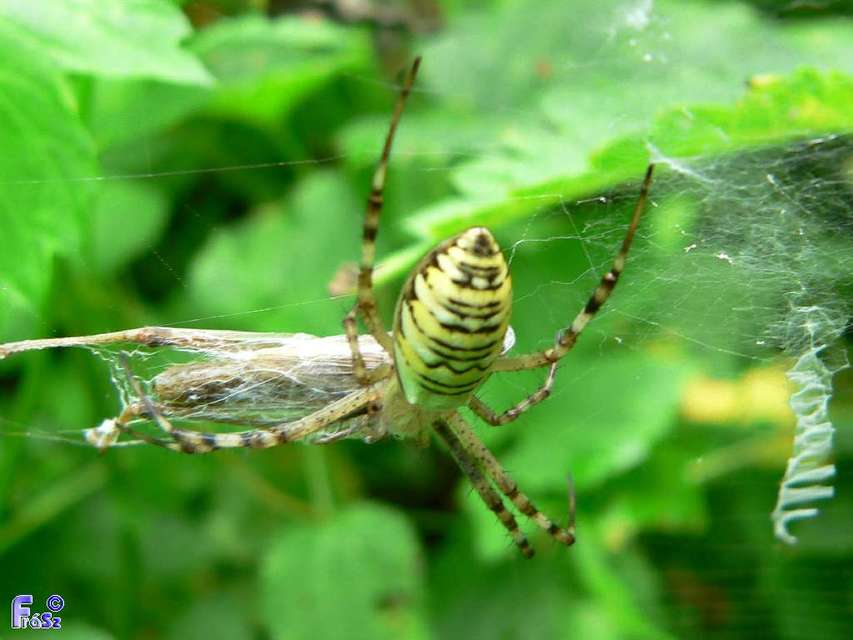 Argiope bruennichi - darázspók
