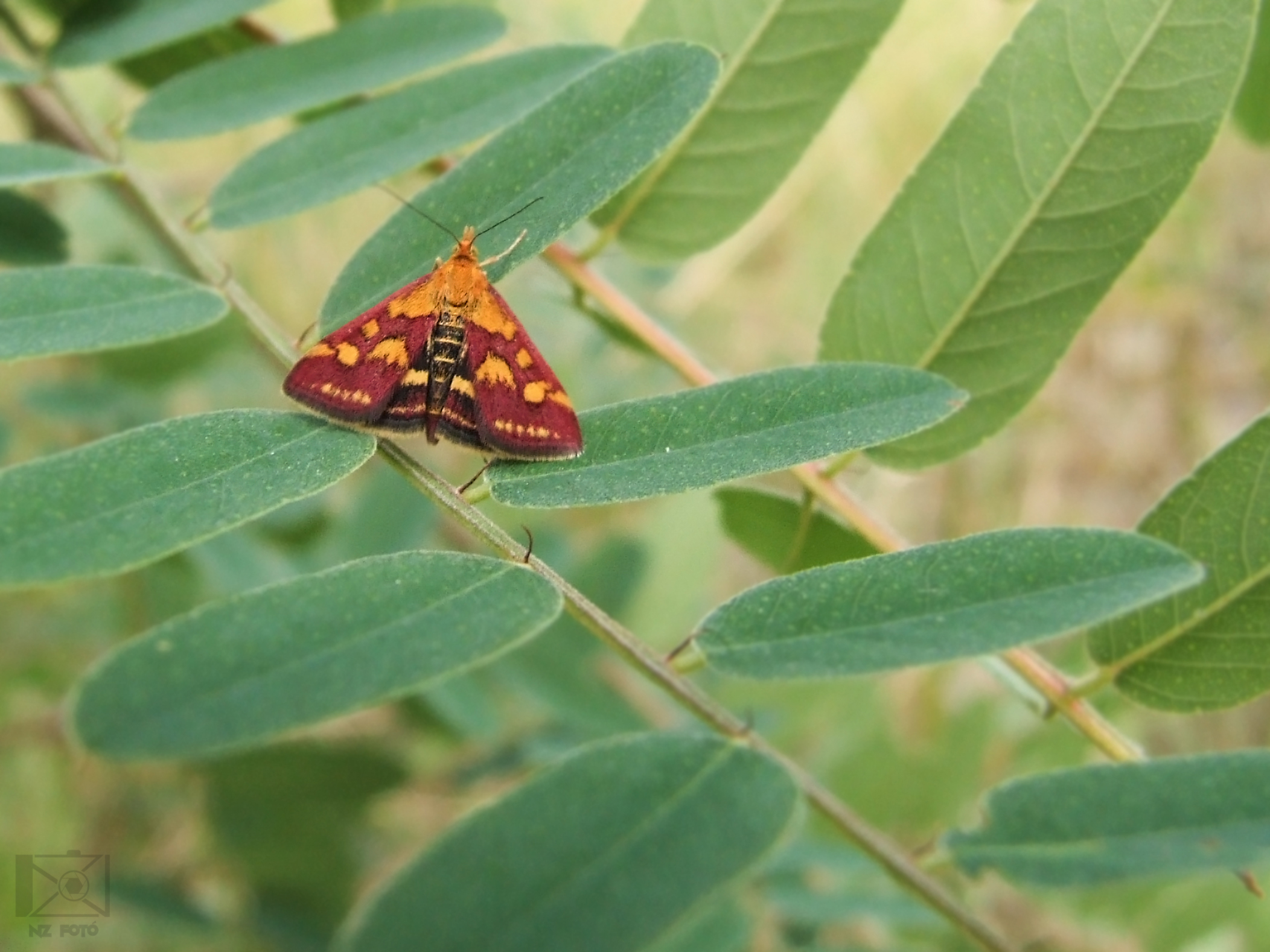 Pyrausta purpuralis - közönséges bíbormoly