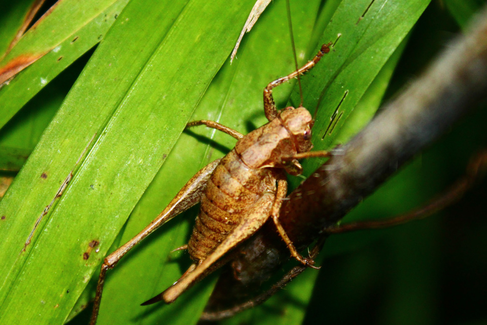 Pholidoptera griseoaptera - szürke avarszöcske