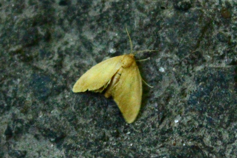 Heterogenea asella - csigalepke