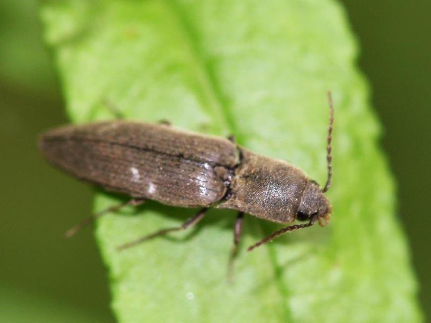 Agriotes pilosellus - erdei pattanó