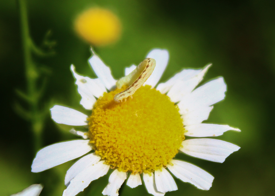 Eupithecia centaureata - búzavirág-törpearaszoló