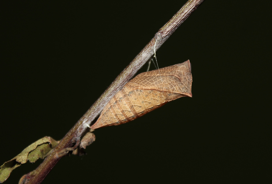 Iphiclides podalirius - kardoslepke